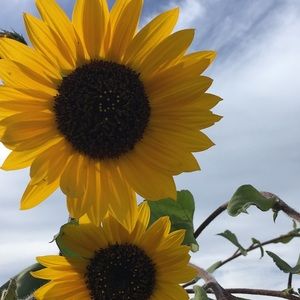 Meet your Posher, Margaret